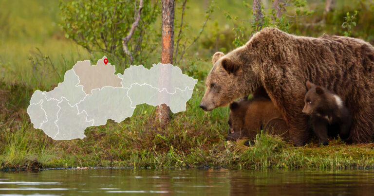 Medvedica pri obci Klin neďaleko Námestova