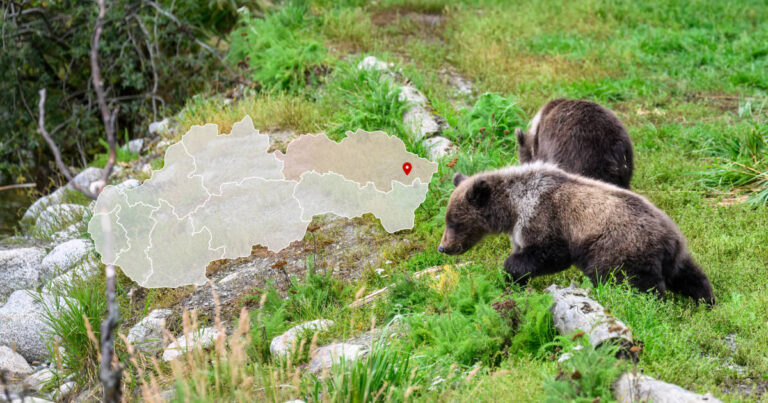 Medvedica pri Dlhé nad Cirochou pri Snine