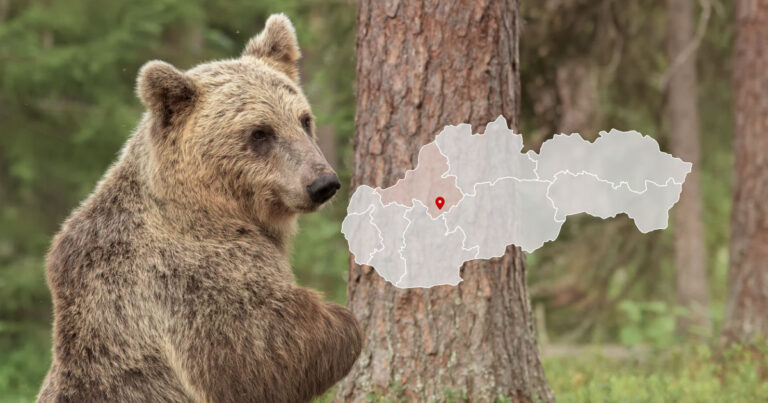 Medveď pri obci Veľké Uherce smerom od kostola na kalváriu