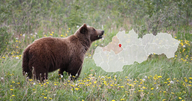 Medveď roztrhal ovcu na záhrade v obci Poruba v okrese Prievidza