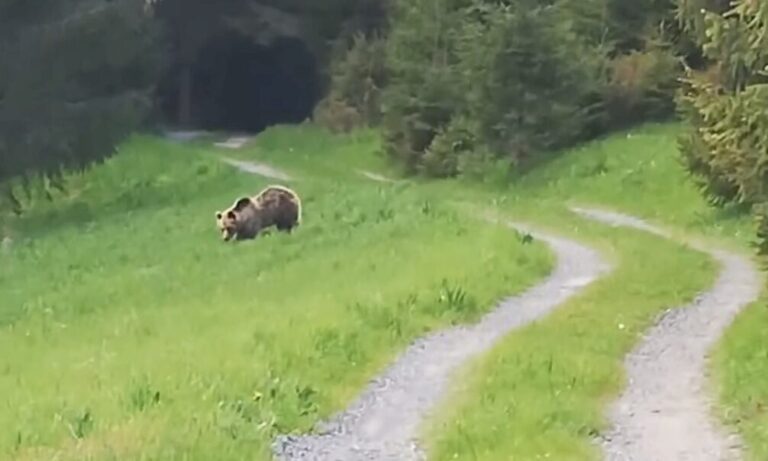 Medveď sa opakovane pohybuje v chatovej osade Podbanské