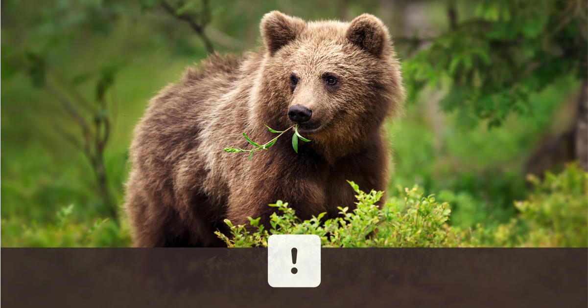 Upozornenie na pohyb medveďa, Slovensko