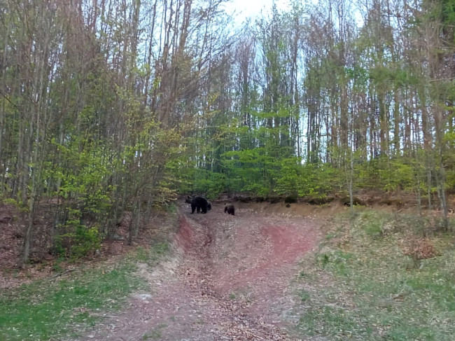 Medvedica s troma mláďatami v Slávikovej doline medzi obcou Zliechov a Valaská Belá