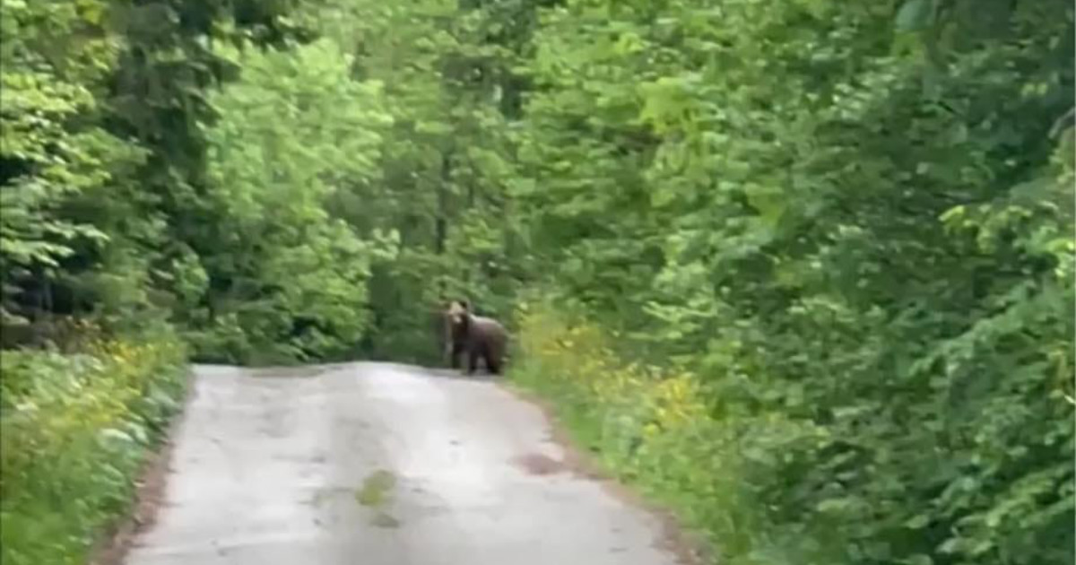 Medveď v katastri obce Malatiná v okrese Dolný Kubín