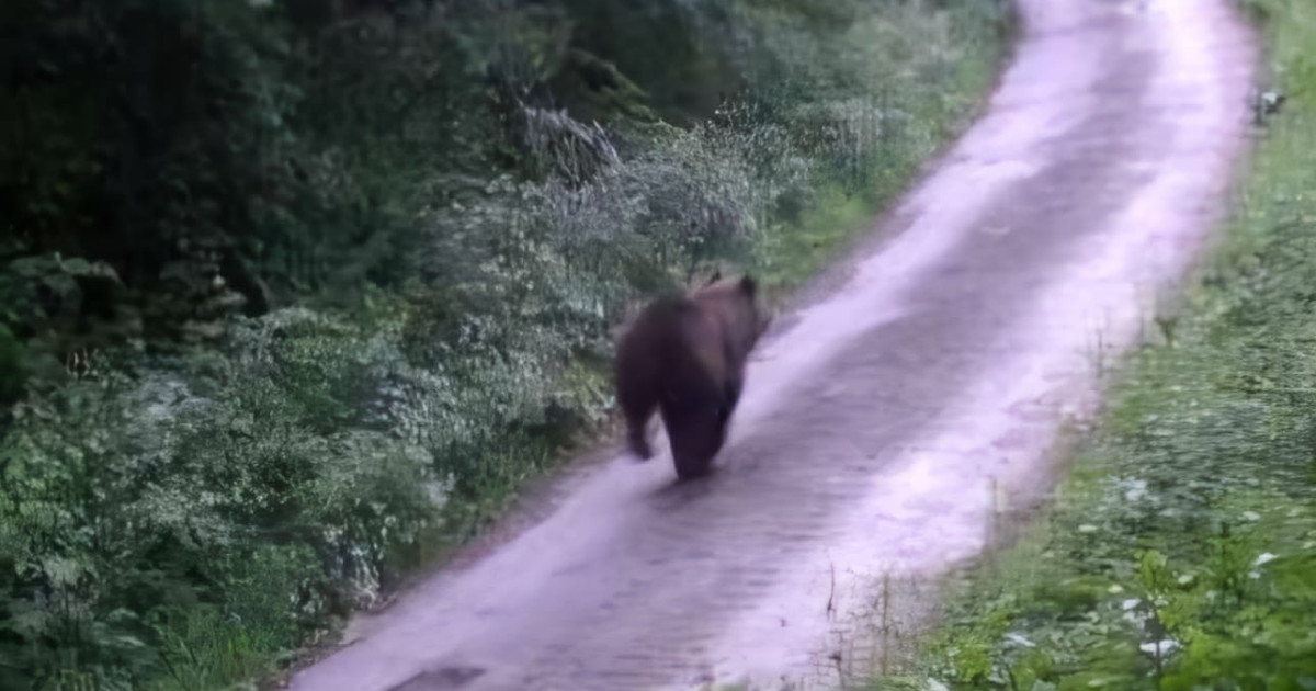 Medveď na ceste za obcou Košeca smerom na poľovnícku chatu