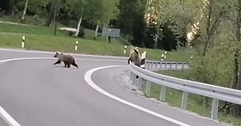 Medvedica spolu s mláďatami na ceste na začiatku Tatranskej Lomnice