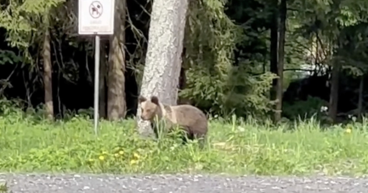 Medveď pri reštaurácii v liptovskej obci Žiar