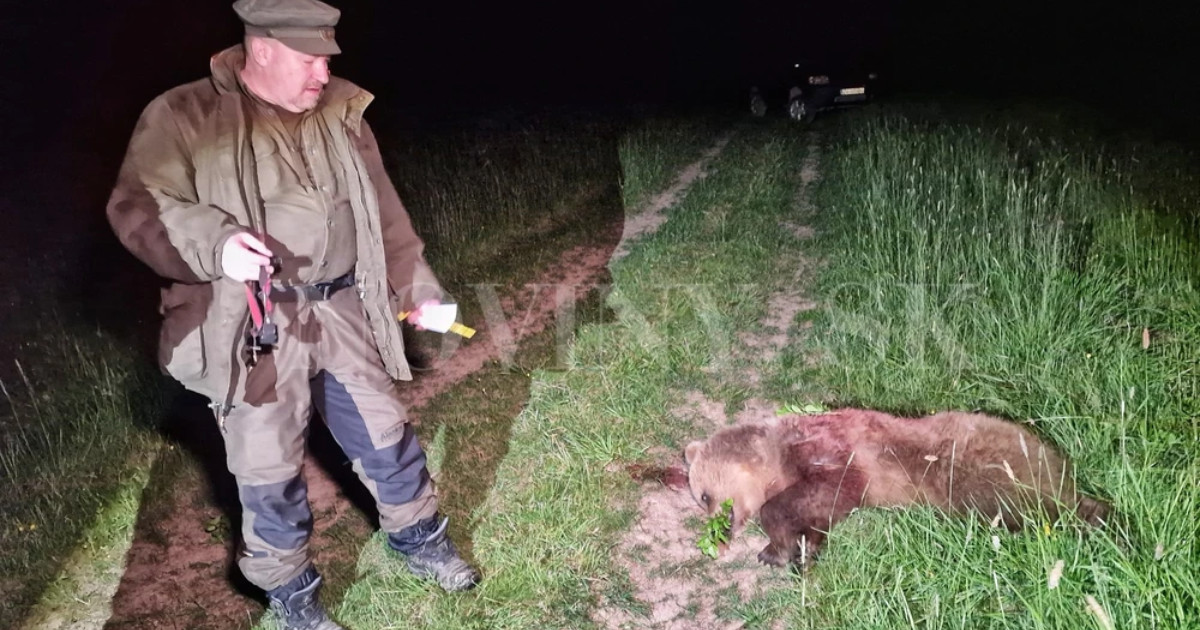 Starosta obce Očová pri zastrelenom jedincovi medveďa hnedého