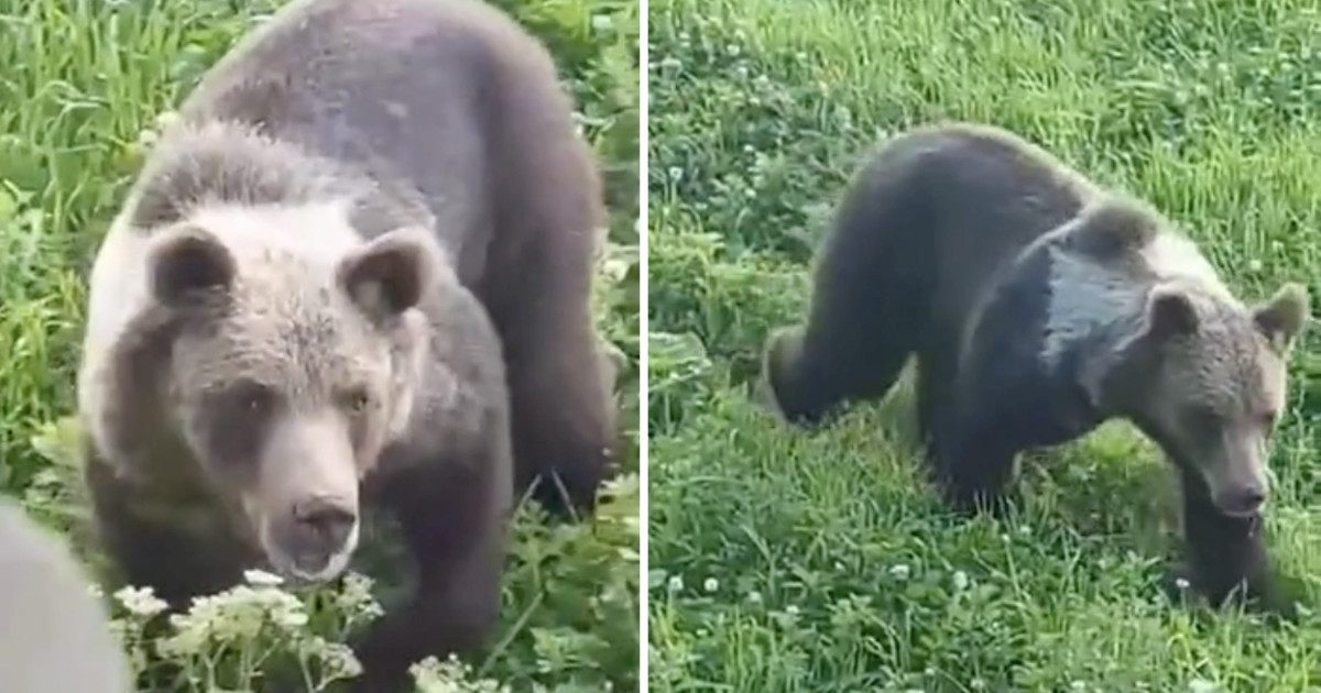 Občianske združenie Save Nature by Čivas uverejnilo video medveďa medzi mestskou časťou Košík a obcami Malá Ida, Šemča