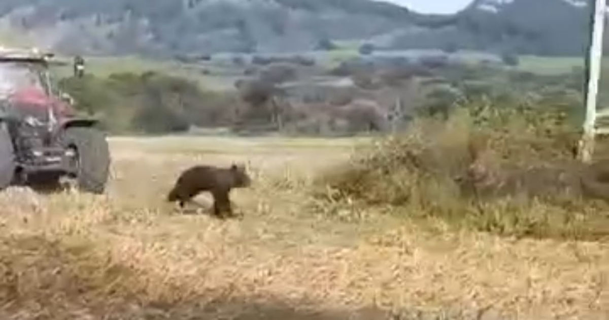 Medveď beží pred traktorom v obci Blatnica