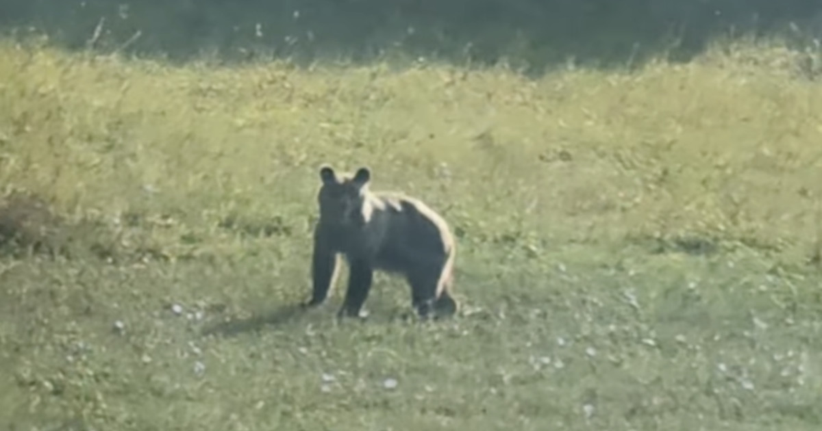 Medvedica s troma mláďatami nad Brusnom