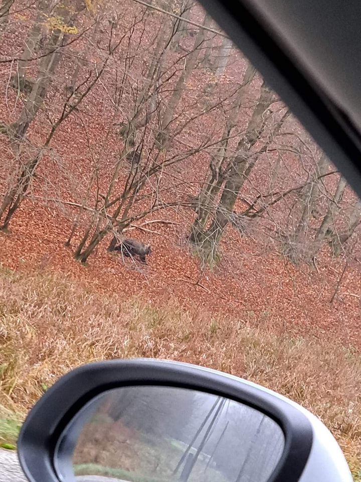 Jeden z dvoch medveďov, ktorý bol videný pri obci Valaská Belá